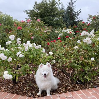 Holbrook - Palmer Park - Rose garden - Parks Near Me - Atherton, California