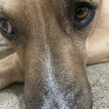 Massanutten Resort - my dog - Hotels Near Me - Massanutten, Virginia