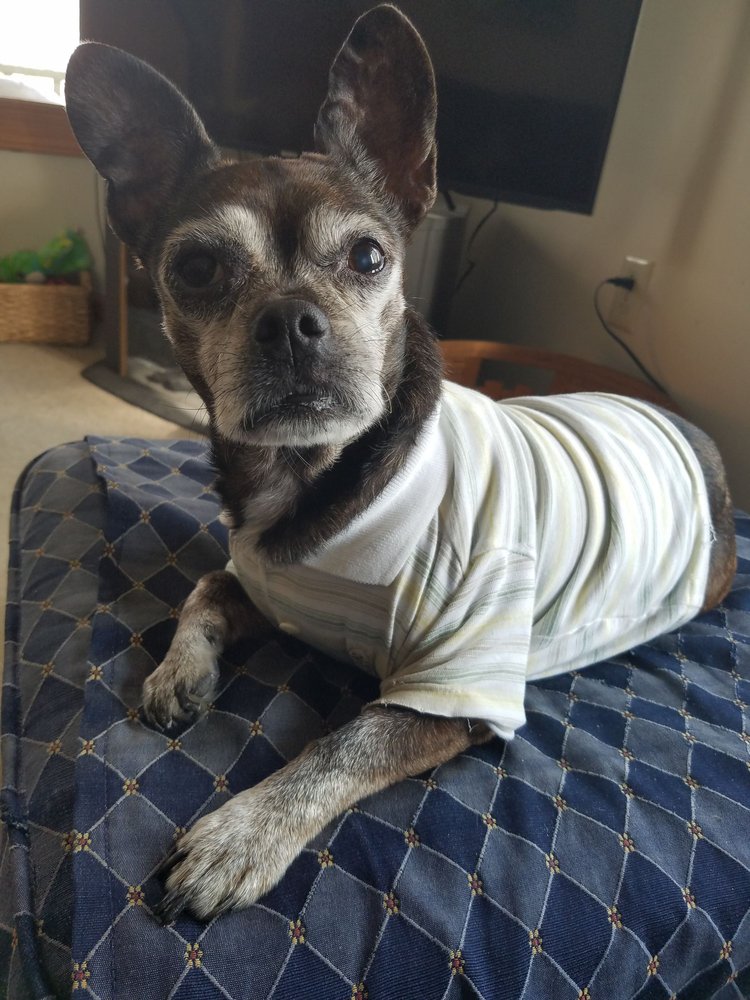 TOP TAIL PET GROOMING Updated September 2024 20 Photos 24 Troy Rd