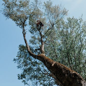 Good Roots Tree Care - Tree Services Near Me