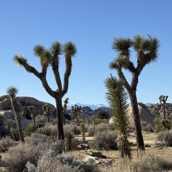 Joshua Tree National Park - Twin Joshies ;) - Parks Near Me - Joshua Tree, California Joshua Tree National Park - Twin Joshies ;) - Parks Near Me - Joshua Tree, California