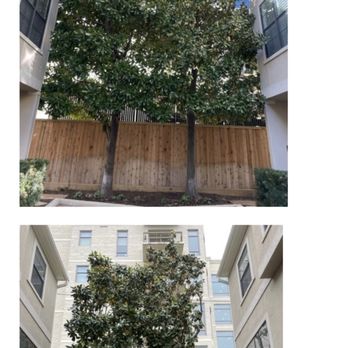 The Urban Foresters - Before and after of the other set of trees. - Tree Services Near Me - Stafford, Texas The Urban Foresters - Before and after of the other set of trees. - Tree Services Near Me - Stafford, Texas