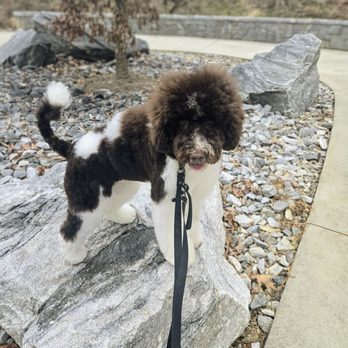 The Pet Set - Pet Sitting Near Me - Atlanta, Georgia The Pet Set - Pet Sitting Near Me - Atlanta, Georgia