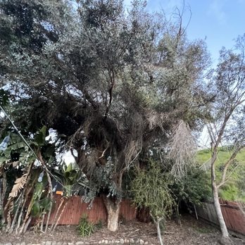 Ortega's Jr Tree Service - Before - Tree Services Near Me - Riverside , California
