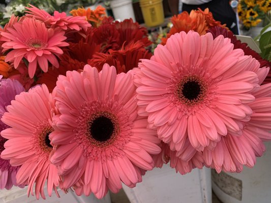 Photo of Melrose Place Farmer's Market - Los Angeles, CA, US.