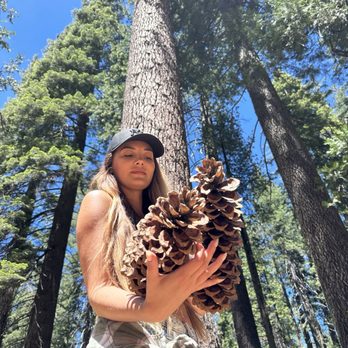 Calaveras Big Trees State Park - Parks Near Me - Arnold, California