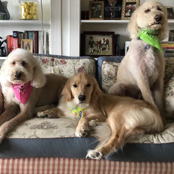 Healthy Pet Grooming - Pet Groomers Near Me - Wexford, Pennsylvania Healthy Pet Grooming - Pet Groomers Near Me - Wexford, Pennsylvania