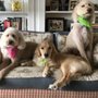 Photo of Healthy Pet Grooming