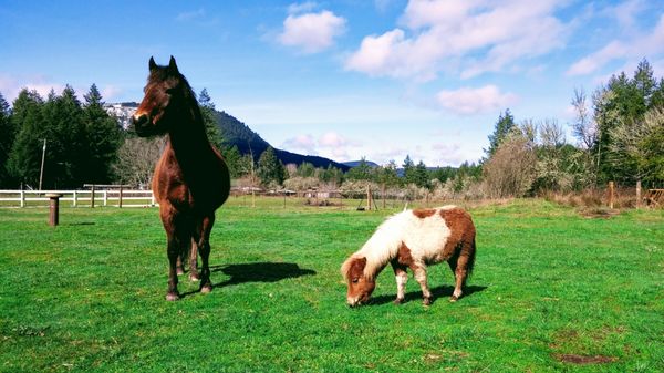 Sweet Springs Family Farm by null