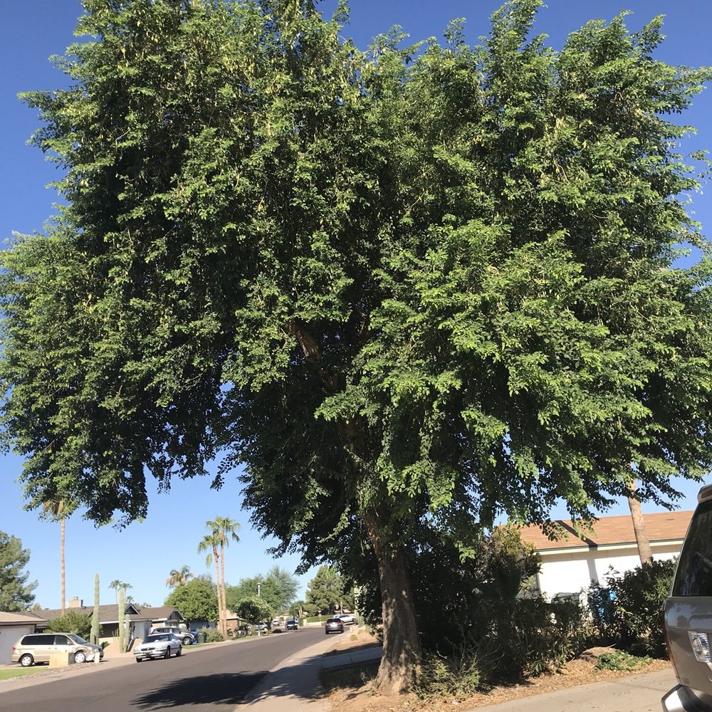 J-Rock Tree Service - Before - Tree Services Near Me J-Rock Tree Service - Before - Tree Services Near Me