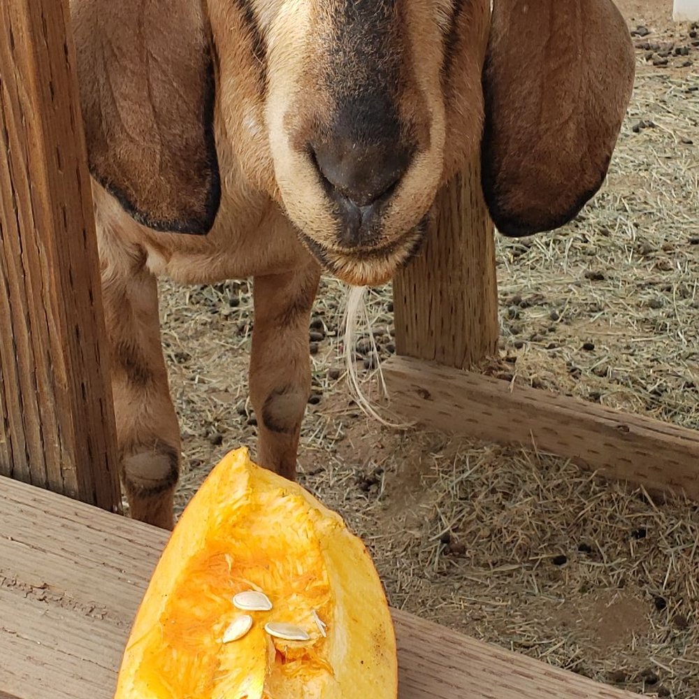 Saving Grace Animal Sanctuary - Winston the rescued goat - Animal Shelters Near Me - Acton, California Saving Grace Animal Sanctuary - Winston the rescued goat - Animal Shelters Near Me - Acton, California