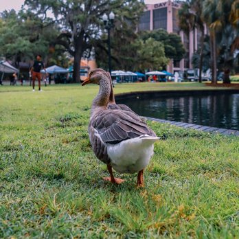 Lake Eola Park - Parks Near Me - Orlando, Florida