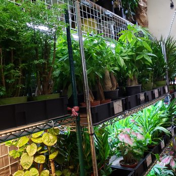 Rainbow - Nurseries & Gardening Near Me - Rosemead, California