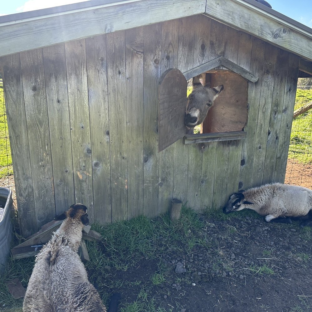The Lili House Farm - Petting Zoos Near Me - Volcano, Hawaii The Lili House Farm - Petting Zoos Near Me - Volcano, Hawaii