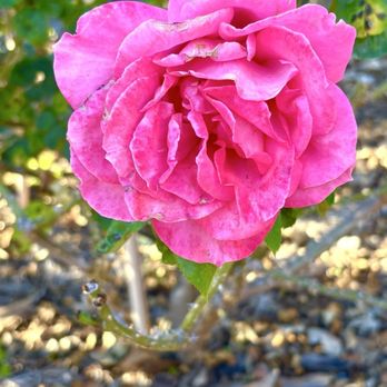Hollis Garden - Botanical Gardens Near Me - Lakeland, Florida