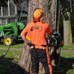 603 Tree Care - Big dead Maple removal. Over buildings? Not a problem for our rigging and lowering experts.