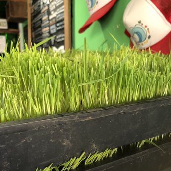 Juice Wave - Oh say can you see wheatgrass fields - Juice Bars & Smoothies Near Me - San Diego, California Juice Wave - Oh say can you see wheatgrass fields - Juice Bars & Smoothies Near Me - San Diego, California