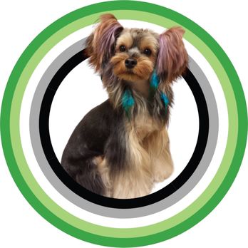 Fetch Grooming Studio - Asian fusion on a yorkie - Pet Groomers Near Me - Shoreview, Minnesota