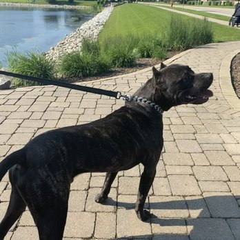 Pups R Us - Dog Walkers Near Me - Lakemoor, Illinois Pups R Us - Dog Walkers Near Me - Lakemoor, Illinois