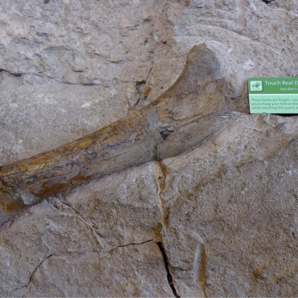Dinosaur National Monument - Touch real dinosaur bones - Museums Near Me - Dinosaur, Colorado