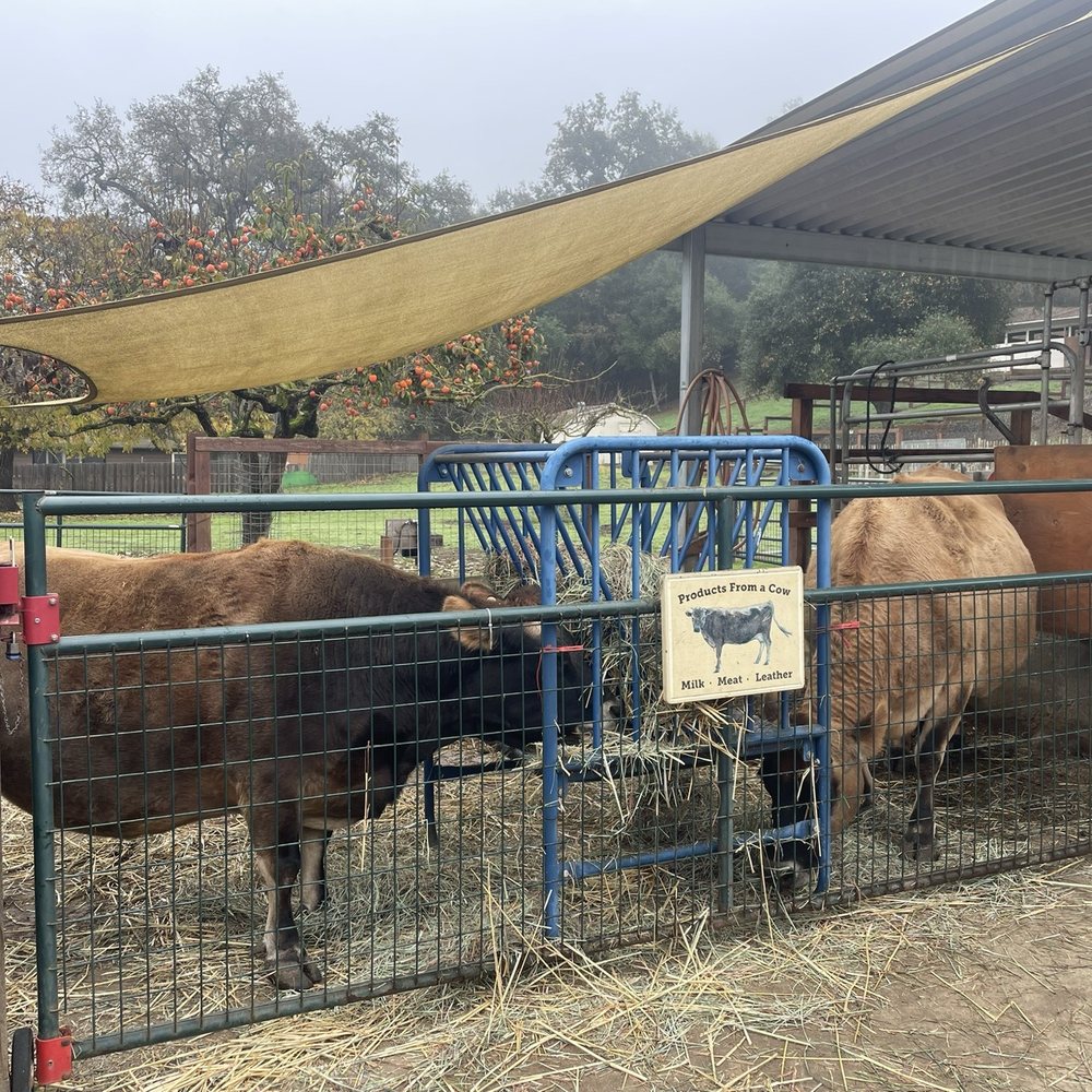 Deer Hollow Farm - Kids Activities Near Me - Cupertino, California