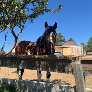 Sundance Therapy - Bronco the horse. - Occupational Therapy Near Me - Elizabeth, Colorado Sundance Therapy - Bronco the horse. - Occupational Therapy Near Me - Elizabeth, Colorado