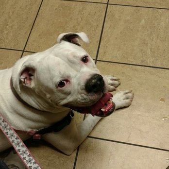 vca mountain view animal hospital