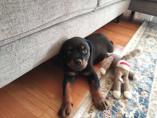 Rottweilers Puppies for Sale - "The Rottweiler is basically a calm, confident and courageous dog with a self-assured aloofness that does not lend itself to immediate and indiscriminate friendships. A Rottweiler is self- confident and responds quietly and with a wait-and-see attitude to influences in his environment. He has an inherent desire to protect home and family, and is an intelligent dog of extreme hardness and adaptability with a strong willingness to work, making him especially suited as a companion, guardian and general all-purpose dog."
(Excerpt from the official AKC written standard)