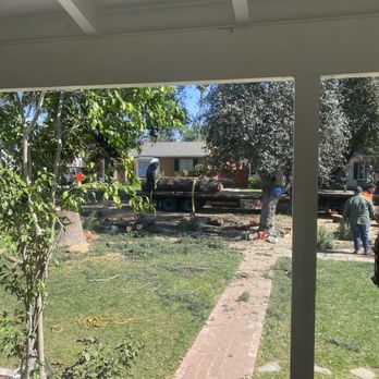 California Tree Design - Tree Services Near Me