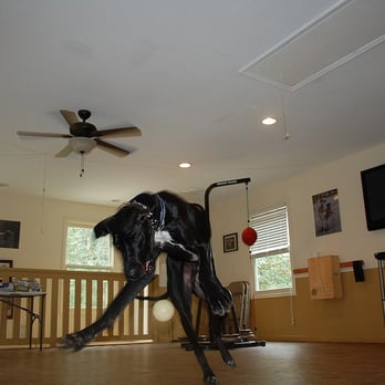 Georgia K9 NTC Dog Training - Pet Training Near Me - Canton, Georgia Georgia K9 NTC Dog Training - Pet Training Near Me - Canton, Georgia