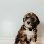 Photo of C2C Bernedoodles