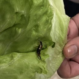 Iceberg lettuce with an insect