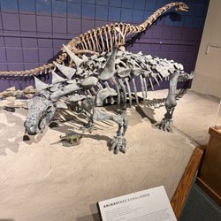 USU Eastern Prehistoric Museum - A few other unique dinosaurs you don't usually hear about