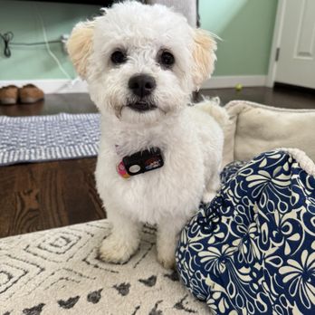 Royal Floofs - Pet Groomers Near Me - Sammamish, Washington