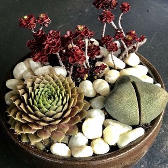 Mari's Gardens - After strolling the selection I fell in love with these 3 and had to make a second garden. - Nurseries & Gardening Near Me - Mililani, Hawaii