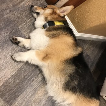 MedPixels Radiology - Minnie, the corgi. Please wash your hands before petting :) - Diagnostic Imaging Near Me - San Jose, California MedPixels Radiology - Minnie, the corgi. Please wash your hands before petting :) - Diagnostic Imaging Near Me - San Jose, California