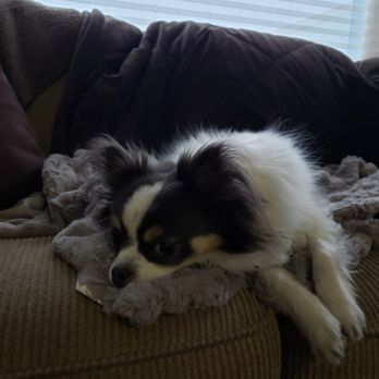 Kelley's Sitting Services - This is Pepper! I took care of her for the first time this month. I stayed with her for 5 days. She's the sweetest and most polite girl. - Dog Walkers Near Me
