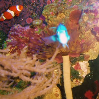 Deep Blue Aquatics - Pet Stores Near Me - Hinckley, LEC