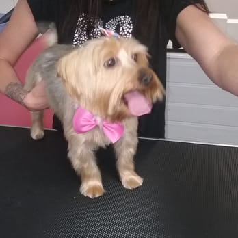 Lucky Dog Self Wash And Spa Pet Groomers 1559 Florence Blvd Florence Al Phone Number