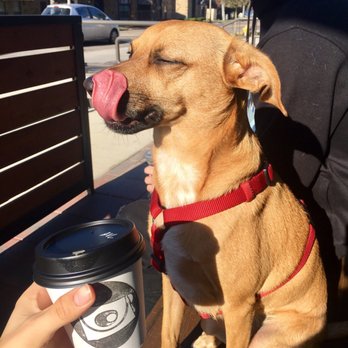 LDU Coffee - You know it must be delicious when it's puppy-approved! - Coffee & Tea Near Me - Dallas, Texas LDU Coffee - You know it must be delicious when it's puppy-approved! - Coffee & Tea Near Me - Dallas, Texas