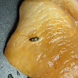 Orchard's Neighborhood Market - Took the chicken out of the package and immediately placed the chicken on my pan to sear when I noticed this bug
