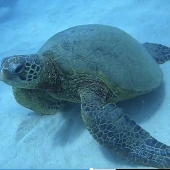 Kaimana Divers - Turtle dude! - Scuba Diving Near Me - Honolulu, Hawaii Kaimana Divers - Turtle dude! - Scuba Diving Near Me - Honolulu, Hawaii