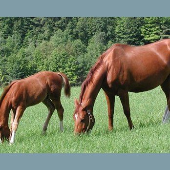 Riverbend Veterinary Clinic - Veterinarians Near Me - Plainfield, New Hampshire Riverbend Veterinary Clinic - Veterinarians Near Me - Plainfield, New Hampshire
