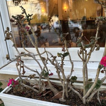 Washington Square Inn - Dead plant @ front door to greet guests - Hotels Near Me - San Francisco, California Washington Square Inn - Dead plant @ front door to greet guests - Hotels Near Me - San Francisco, California