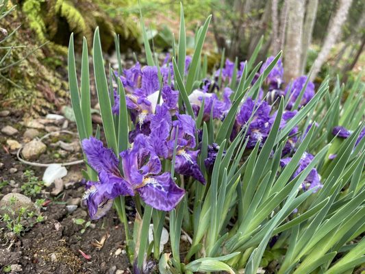 Conservatoire et Jardin botaniques de Genève by null