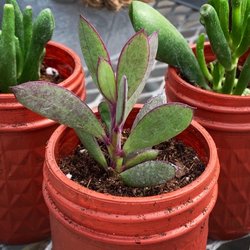 Bultema Farms & Greenhouses