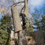 Photo of Dave's Tree Service