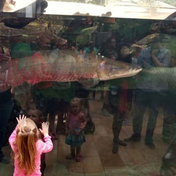 Shedd Aquarium - Aquariums Near Me - Chicago, Illinois