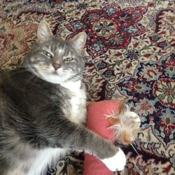 The Cats Meow