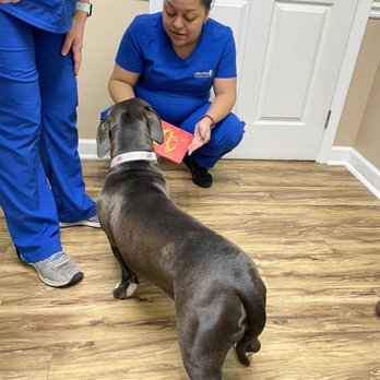 MetroWest Veterinary Clinic - Veterinarians Near Me - Orlando, Florida MetroWest Veterinary Clinic - Veterinarians Near Me - Orlando, Florida